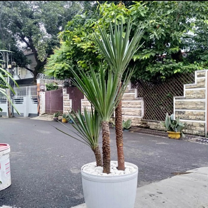 Jual MUST HAVE!! TANAMAN HIAS OUTDOOR TANAMAN TOMBAK RAJA DALAM POT ...