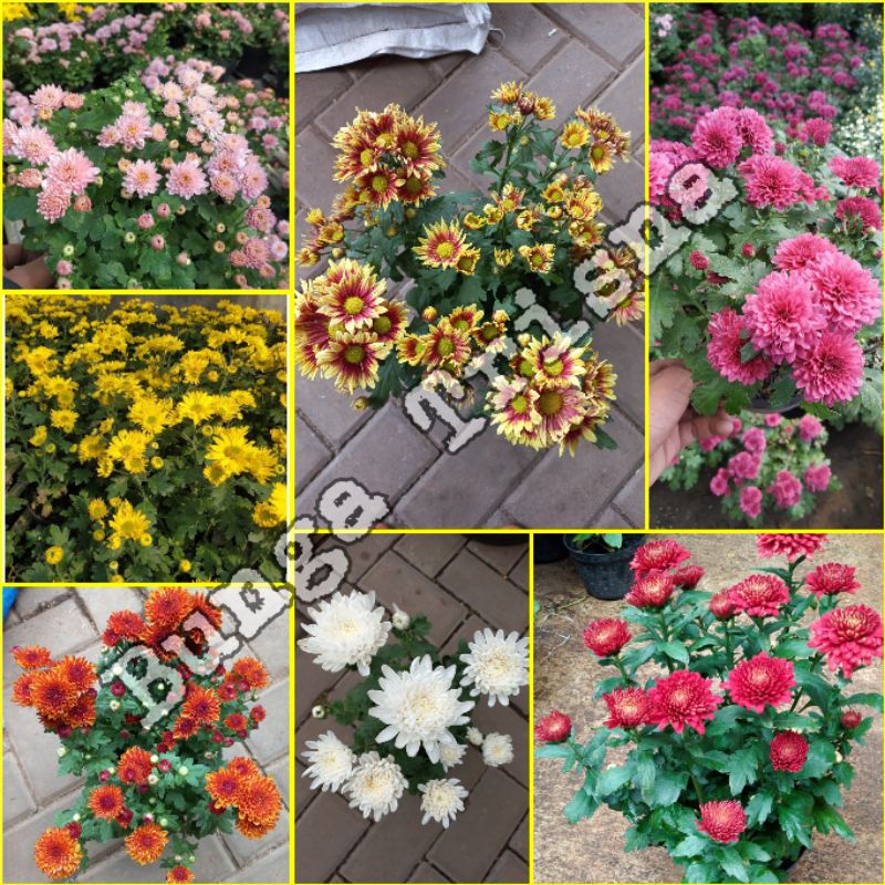 Jual SUPER RIMBUN + POT TANAMAN HIAS BUNGA KRISAN ASTER CANTIK | Shopee ...