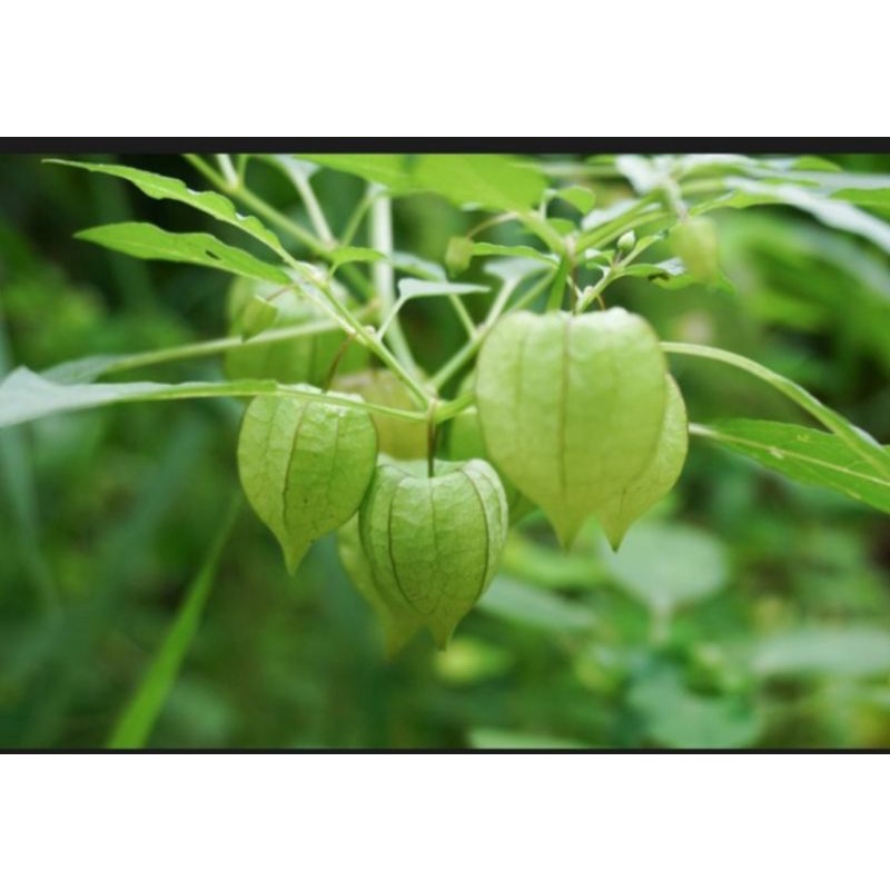 Jual Buah cecendet//cimplukan segar di ambil dadakan | Shopee Indonesia