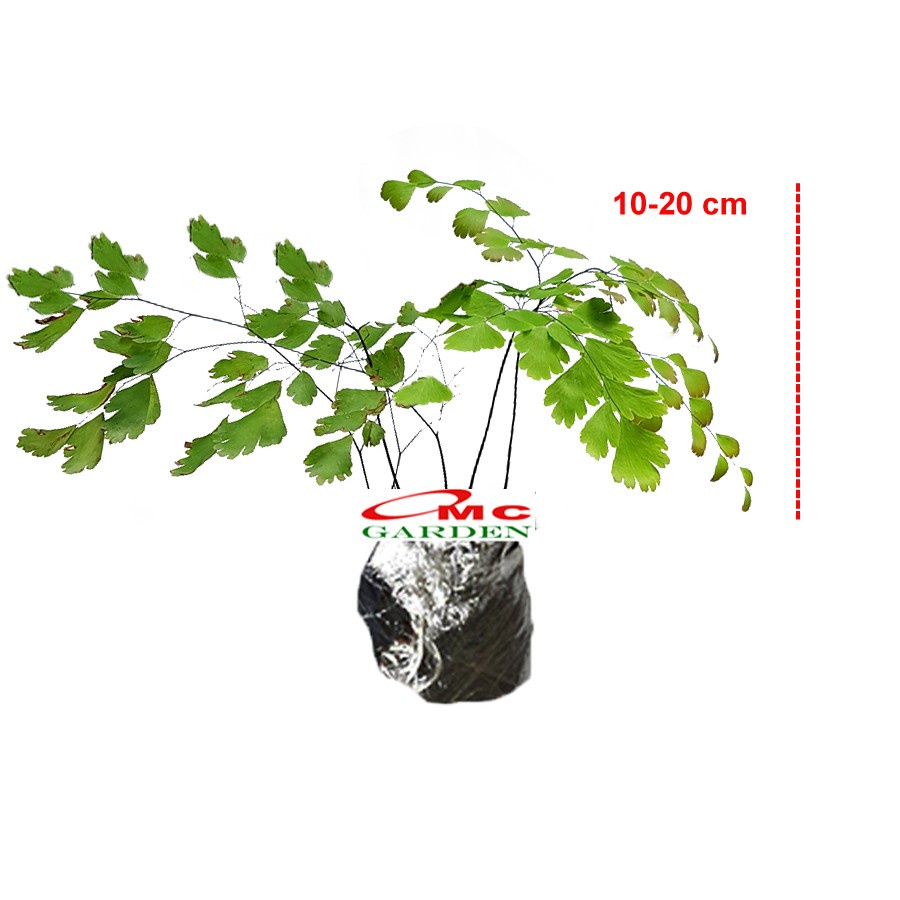 Jual Suplir Pohon Pakis Tanaman Hias gantung Pot 1020 | Shopee Indonesia