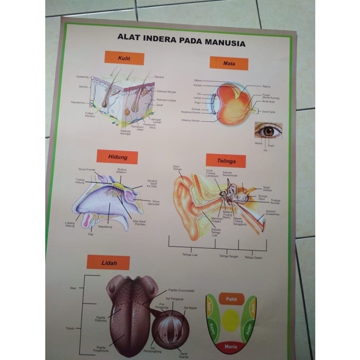 Jual POSTER, GAMBAR PERAGA ANATOMI TUBUH MANUSIA, ANATOMI, POSTER ...