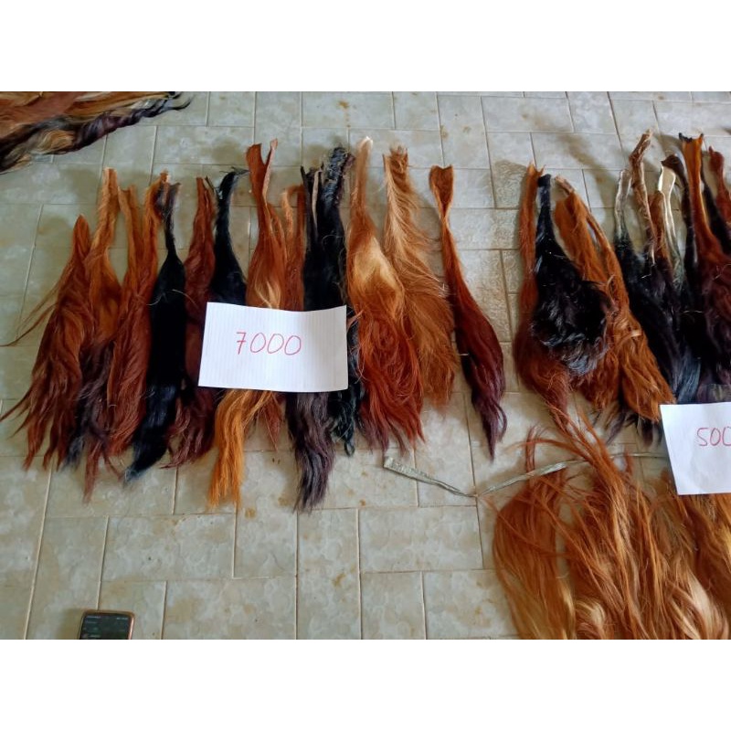 Jual BACA DESKRIPSI Rambut Ekor/Gubat/Buntut Sapi Kering Standart ...