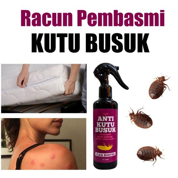 Jual Racun Kutu Busuk Kutu Kasur Original Sigic | Shopee Indonesia