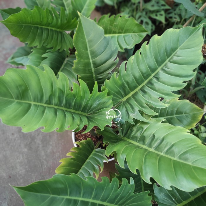 MUST HAVE!! PHILODENDRON GREEN SAW / PHILODENDRON GERGAJI / PHILO GREEN SAW  TERMURAH
