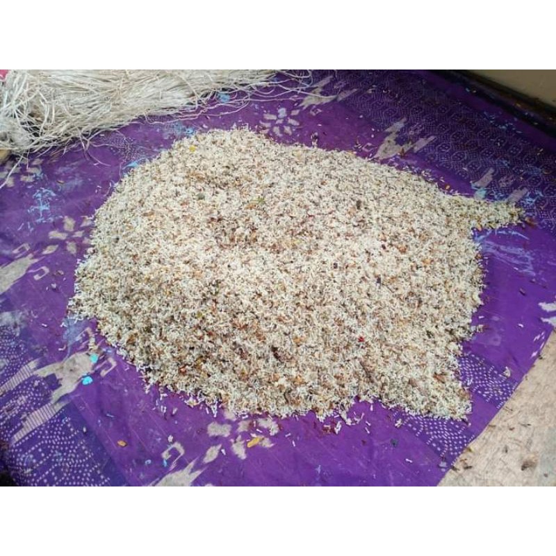 Jual Telur semut rangrang/kroto 1kg | Shopee Indonesia