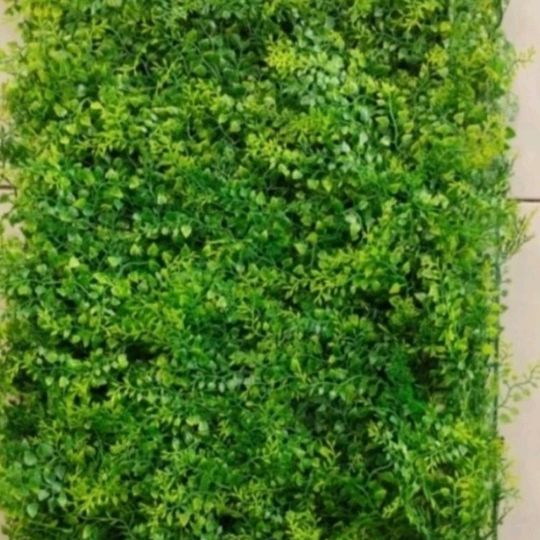 Jual tanaman daun dollar pakis rambat ukuran 40-60cm | Shopee Indonesia