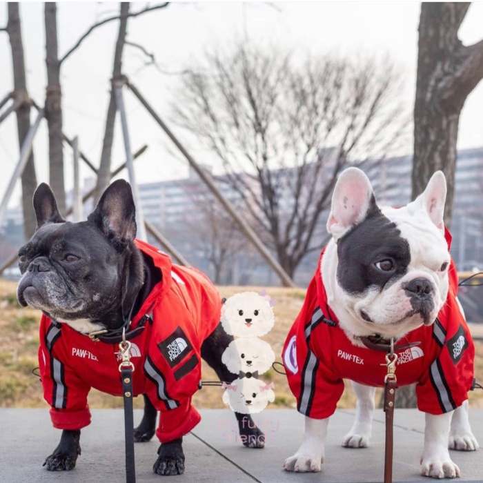 Terlaris Dog Windproof Waterproof Raincoat Jacket The Dog Face Windproof  Jacket