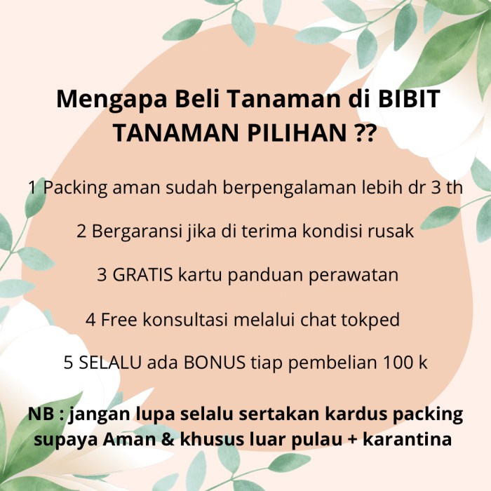 Jual ANYAR BIBIT TANAMAN BUNGA CEPIRING KACAPIRING JEMPIRING WANGI SIAP ...