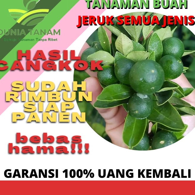 Jual V☎dl♫ Bibit Pohon Tanaman Buah Jeruk Limo Sudah Berbuah Nipis Purut Nagami Lemon Santang 5802