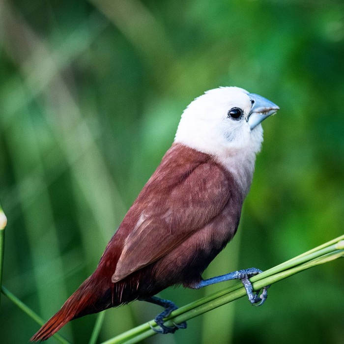 Burung Emprit Orange: Keindahan dan Kecerdasan di Balik Warna Cerah