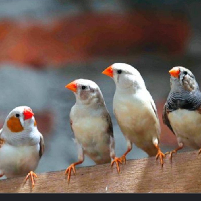 Jual Burung Zebra Finch Pasangan | Shopee Indonesia