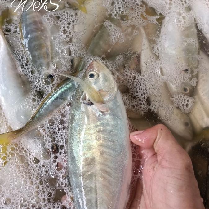 Jual Ikan Kembung Como Segar Fresh 1kg Shopee Indonesia