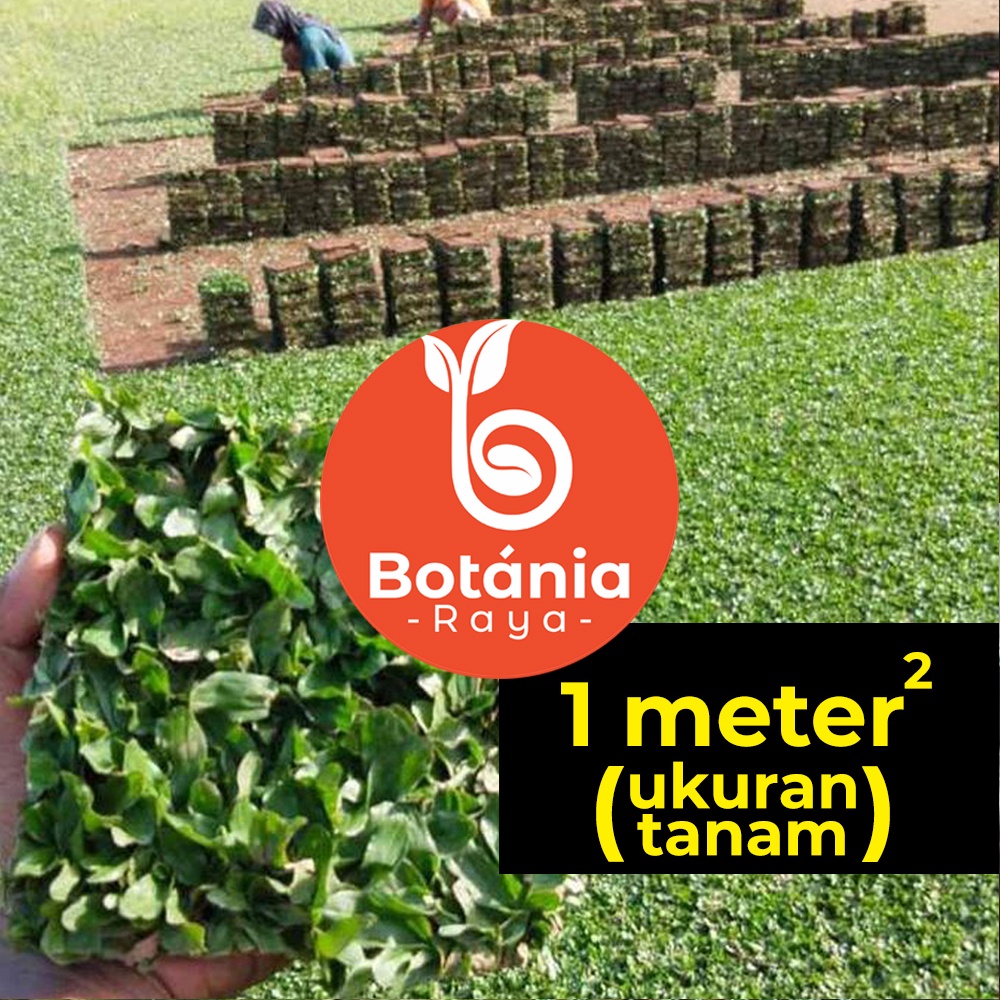 Jual Rumput Gajah Mini 1 Meter Rumput Taman Ukuran Tanam Berjarak