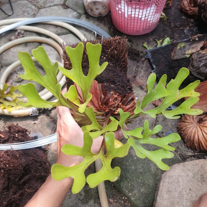 Jual PLATYCERIUM RIDLEYI / SIMBAR MENJANGAN / TANDUK RUSA | Shopee ...