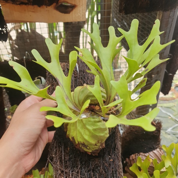 Jual PLATYCERIUM RIDLEYI / SIMBAR MENJANGAN / TANDUK RUSA | Shopee ...