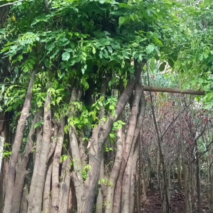 Jual [Dekorasi] Pohon Angsana Tinggi 3Meter Ready [Pohon] | Shopee