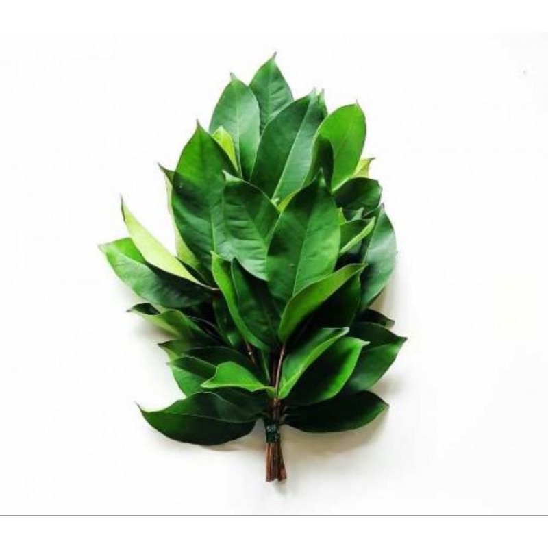 Jual BIBIT SALAM banyak manfaat | Shopee Indonesia
