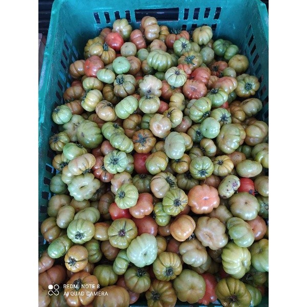 Jual Untuk Tomat Buah Banyuwangi 1Kg Tempong Khas Ranti Sambal | Shopee ...