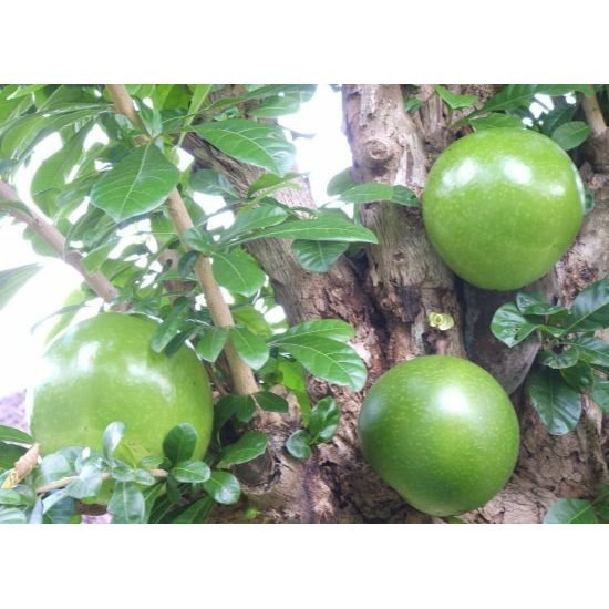 Jual TANAMAN POHON 10/ bibit biji beih tama tama poho buah maja CAKEPP ...