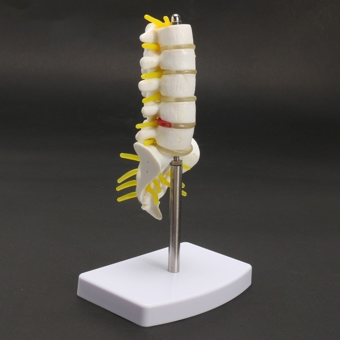 Jual Alat Peraga Model Anatomi Kolum Vertebral/Tulang Belakang Manusia ...
