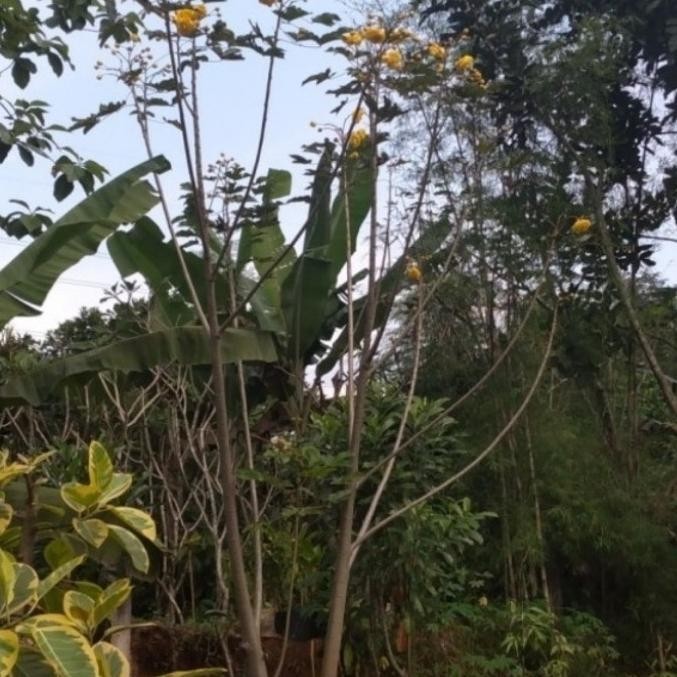 Jual [Baru] Tanaman Hias Buttercup Bunga Kuning Tinggi 2 Meter | Shopee ...
