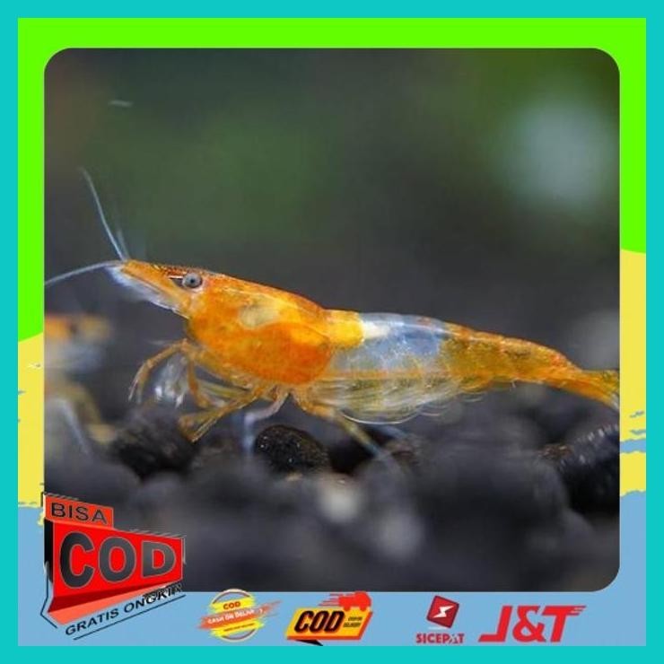 Jual HIASAN UDANG BLUE DIAMOND YELLOW FIRE BLOODY MARRY BLUE PEARL ...