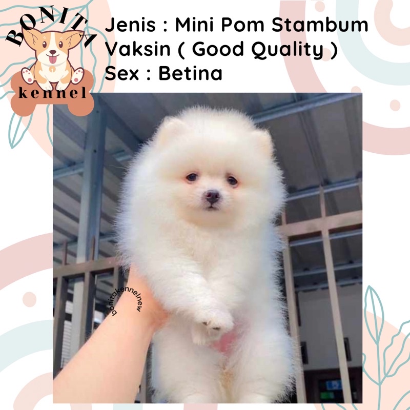 Anjing Sexs Vs Manusia - Jual Anjing Minipom Terlengkap & Harga Terbaru November 2023 | Shopee  Indonesia