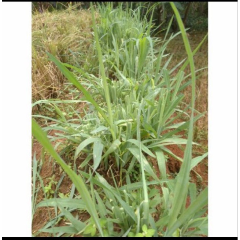 Jual Promo Bibit Rumput Demplot Untuk Pakan Ternak | Shopee Indonesia