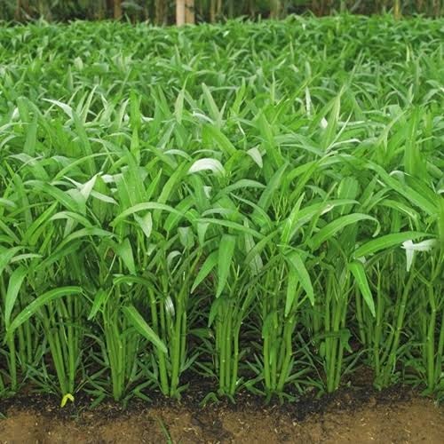 Bibit Benih Sayuran Kangkung (5 Gram)