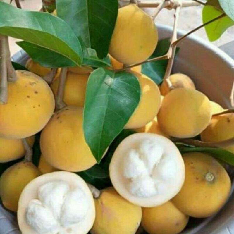 Jual Seed Center Bibit Benih Buah Kecapi Sentul (5 Gram) | Shopee Indonesia