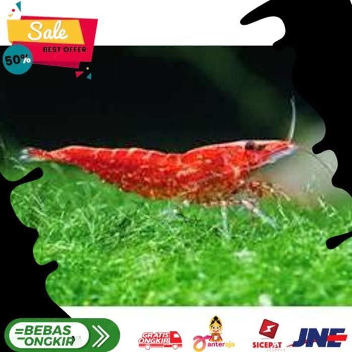 Jual Udang Hias Red Cherry Alisup 