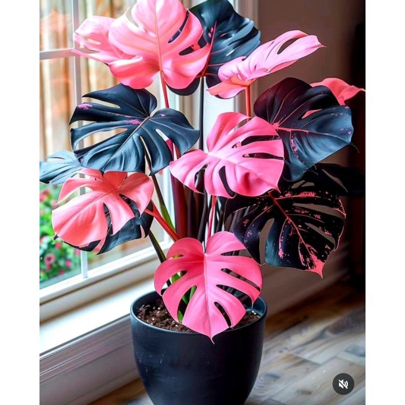 Jual Tanaman Hias Monstera Pink Marble Variegata Bunga Hias Monstera Anakan  Murah | Shopee Indonesia