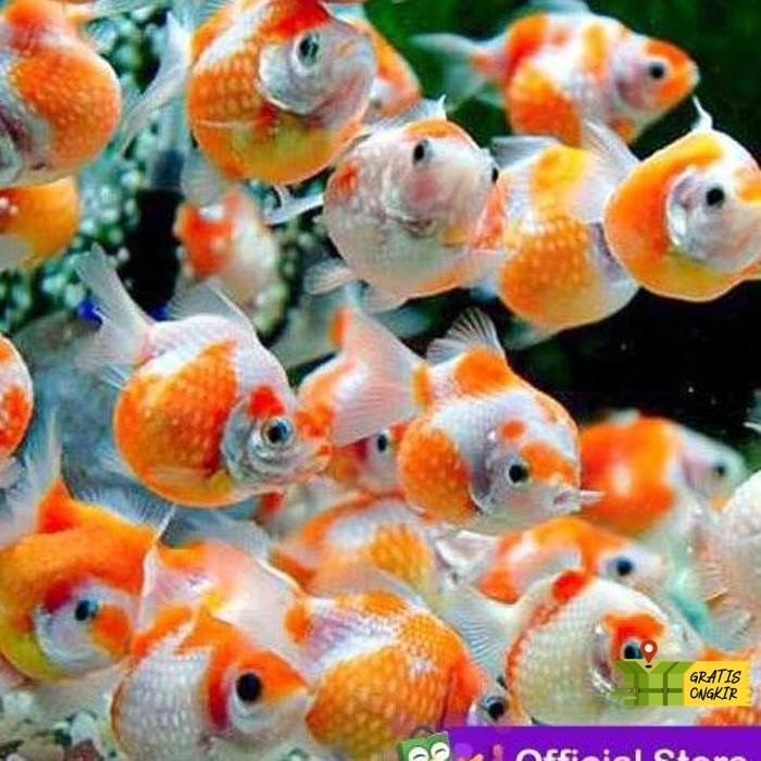 Jual Flash Sale Koki Mas Mutiara / Ikan Hias Aquascape Air Tawar / Ikan ...