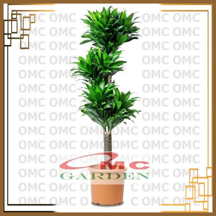 Jual [omc] Tanaman Hias Dracaena Compacta Green Jewel Hanjuang Andong