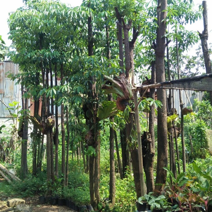 Jual [New Ori] Pohon Pule Grouping Tinggi Pohon 4-5 MeterN Bisa Gojek ...