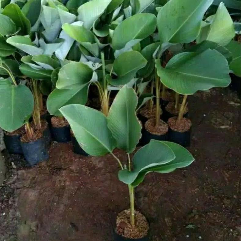 Jual Virall Tanaman Hias Daun Calathea Lutea Luthea Pohon Pisang