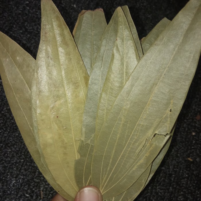 Jual Open DS] (10 lembar) tez patha - Bayleaf - bay leaf - salam ...