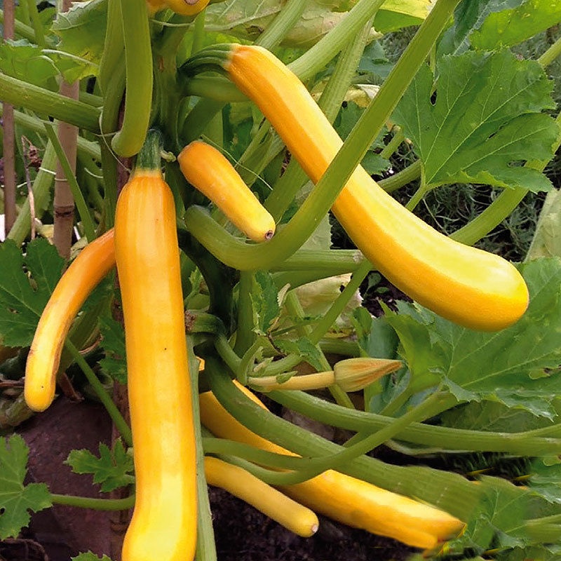 Jual Bibit Benih Labu Zukini Zucchini Kuning (1 Butir) | Shopee Indonesia