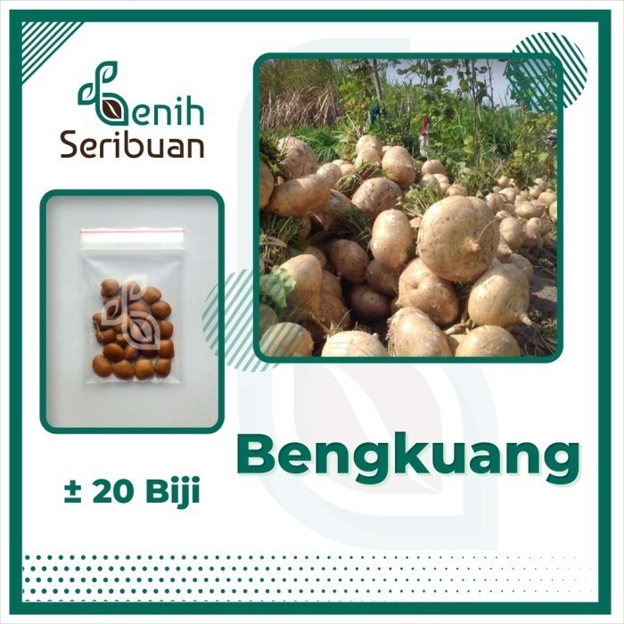 Jual OBRAL TANAMAN TRCAY 20 Bibit Buah Begkoag Putih Beih Buah | Shopee ...