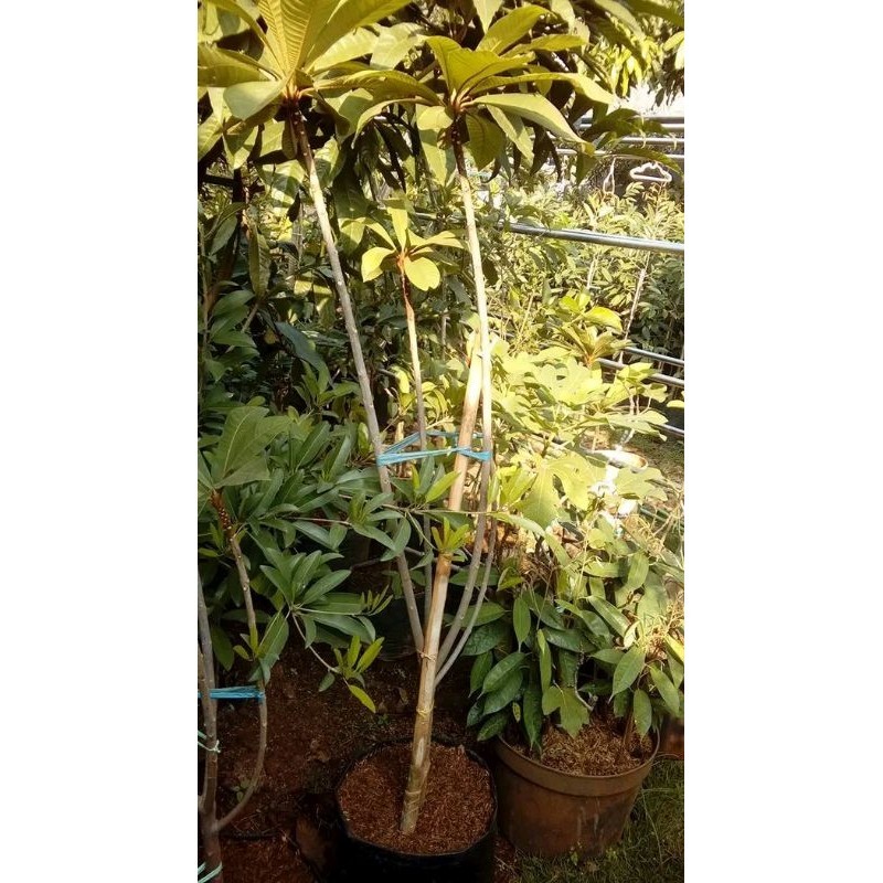 Jual mamey sapote magana, lorito tinggi 1,5 m banyak cabang belajar ...