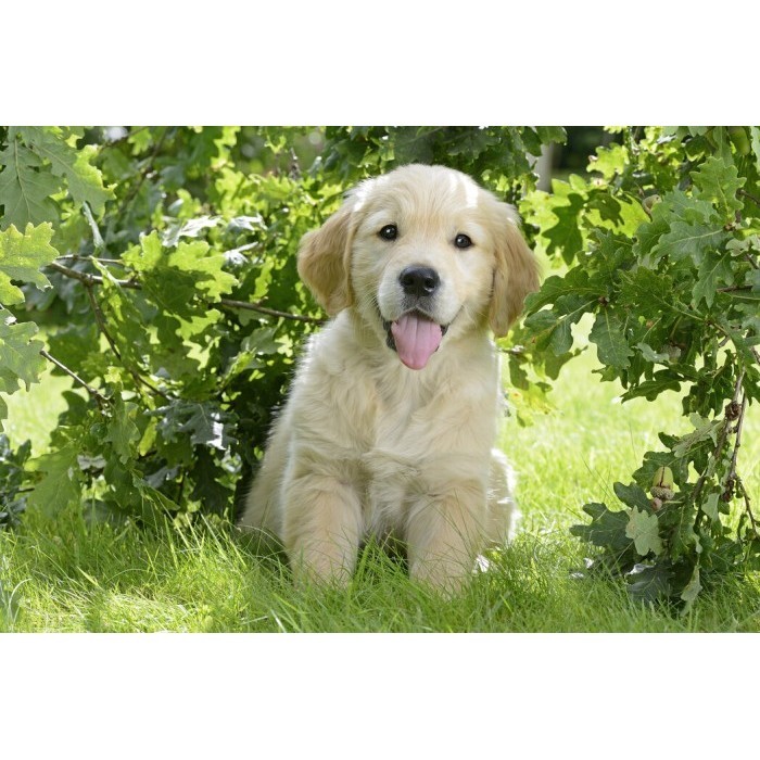 Jual Royal Canin Golden Retriever Puppy 12Kg Dry Food//Makanan Puppy Golden Shopee Indonesia