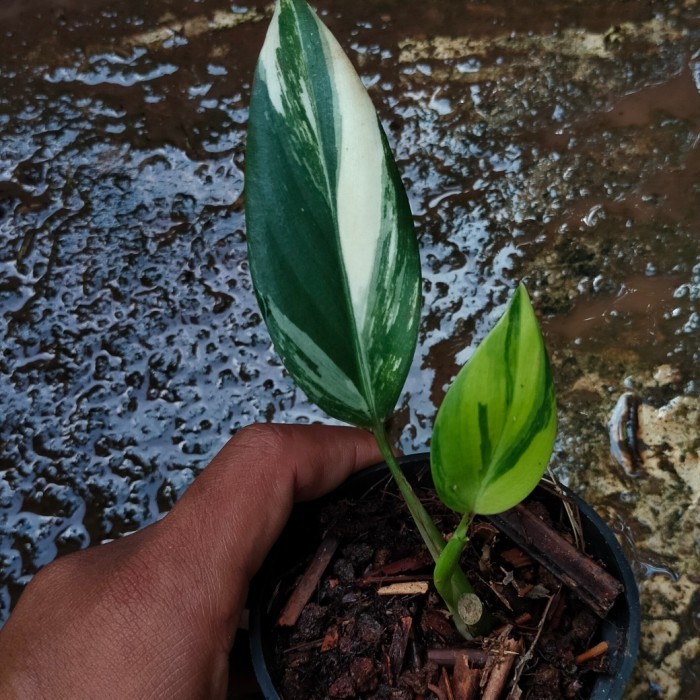 Jual Scindapsus Rupestris Variegata (Real Pict) | Shopee Indonesia