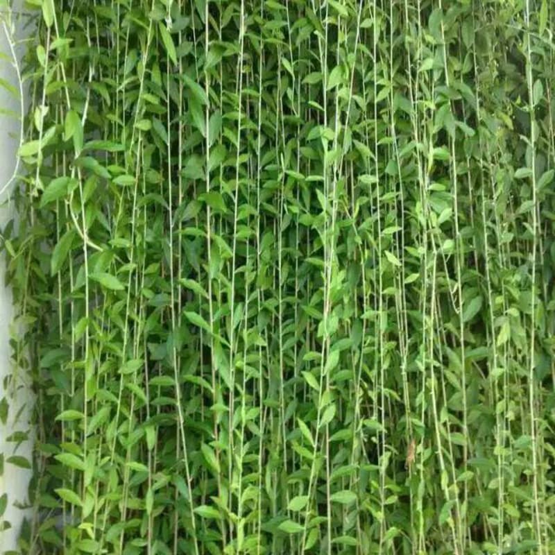 Jual Tanaman Rambat Lee Kwan yeew | Shopee Indonesia