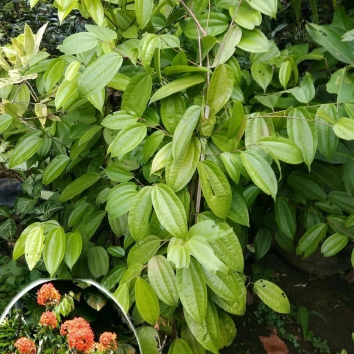Jual Promo Tanaman Hias Rambat Bauhinia Coccinea - Pohon Bauhinia ...