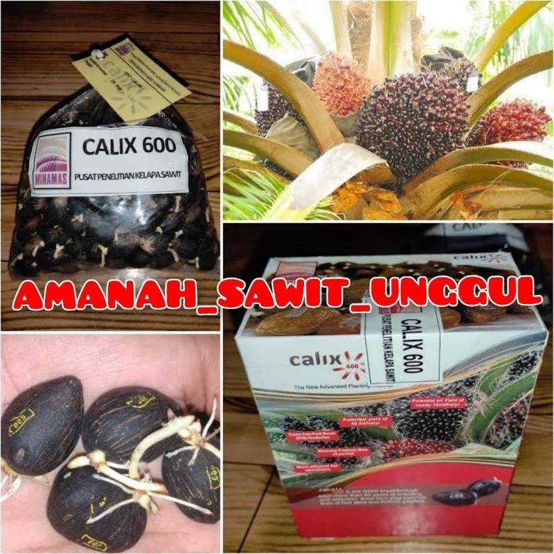 Jual BENIH KECAMBAH SAWIT DXP CALIX 600 UNGGUL | Shopee Indonesia