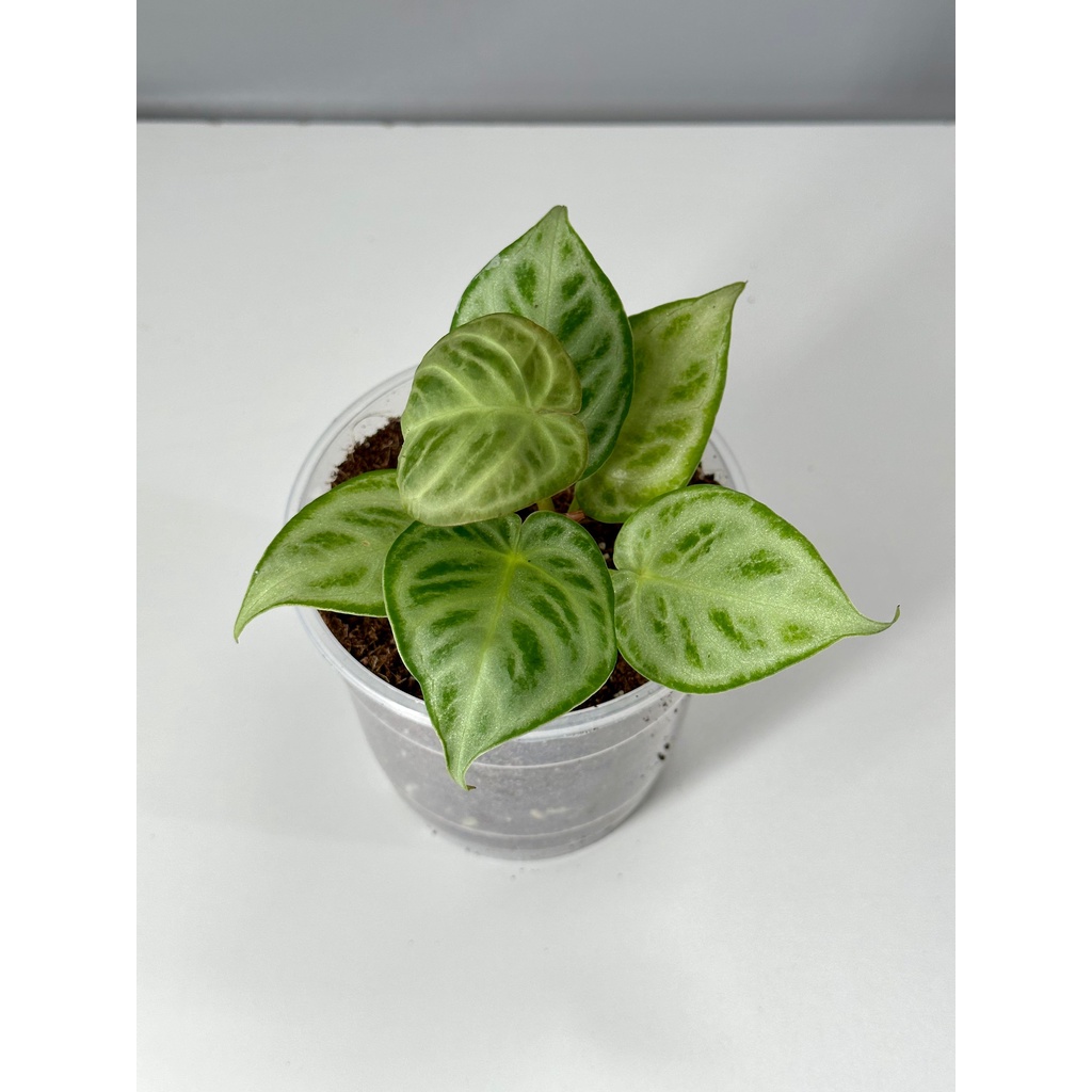 anthurium veitchii x forgetii Anthurium forgetii x crystallinum – Steve's Leaves main image 1