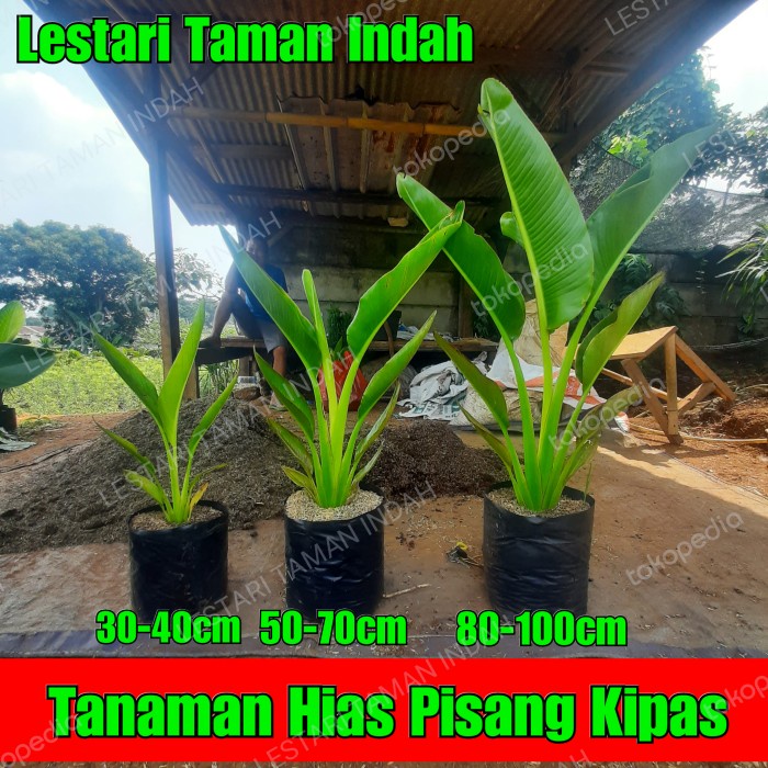 Jual Promo Tanaman Hias Pisang Kipas Pohon Pisang Kipas Bibit Pohon