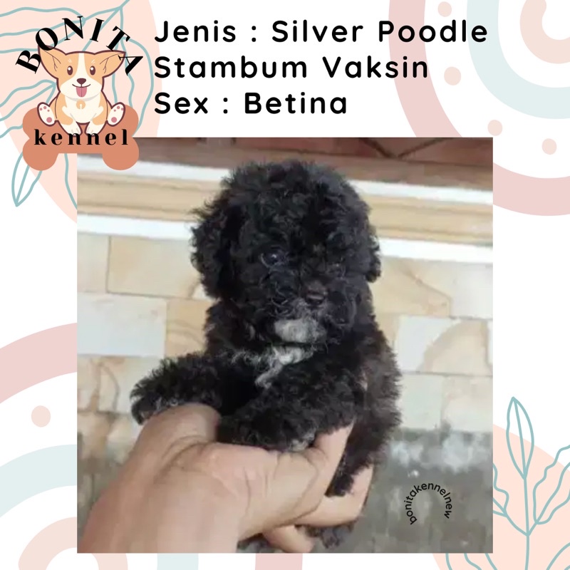 Jual silver toy clearance poodle