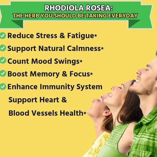Jual Terbaik Rhodiola Rosea Tea Super Adaptogen, Improves Brain (30 Tea ...