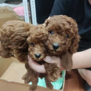 Harga red poodle best sale